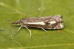 Attēlu rezultāti vaicājumam “Crambus heringiellus”