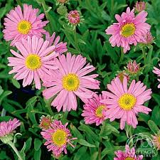 Image result for Aster alpinus