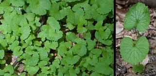 Attēlu rezultāti vaicājumam “Alliaria petiolata leaf”