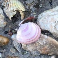 Attēlu rezultāti vaicājumam “Macoma baltica”