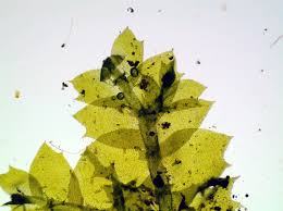 Attēlu rezultāti vaicājumam “Lophocolea bidentata”