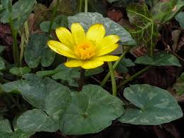 Attēlu rezultāti vaicājumam “Ficaria verna leaf”