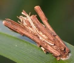 Attēlu rezultāti vaicājumam “Psychidae”