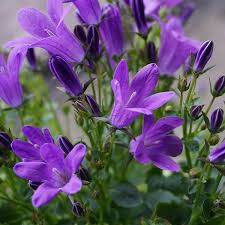 Image result for Glockenblumen