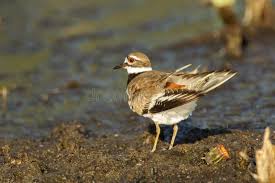 Image result for Charadrius vociferus
