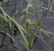 Attēlu rezultāti vaicājumam “Sparganium minimum leaf”