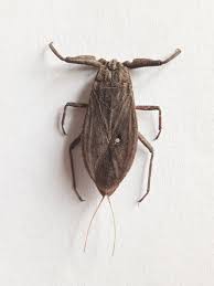 Attēlu rezultāti vaicājumam “Nepa cinerea nymph”