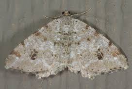 Attēlu rezultāti vaicājumam “Macaria signaria”