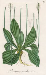 Attēlu rezultāti vaicājumam “Plantago media”