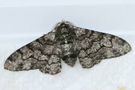 Attēlu rezultāti vaicājumam “Biston betularia”