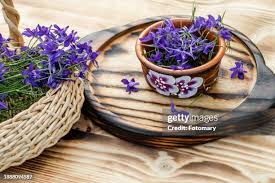 Attēlu rezultāti vaicājumam “Consolida regalis flower”