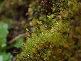 Attēlu rezultāti vaicājumam “Gymnostomum calcareum macro”