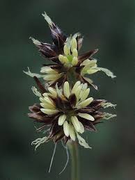 Attēlu rezultāti vaicājumam “Luzula campestris flower”
