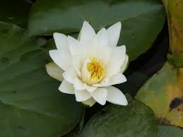 Attēlu rezultāti vaicājumam “Nymphaeaceae”