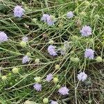 Image result for Scabiosa canescens