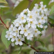 Attēlu rezultāti vaicājumam “Padus avium”