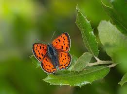 Attēlu rezultāti vaicājumam “Lycaena alciphron female”