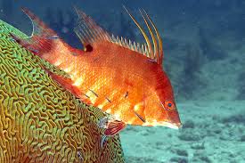 Image result for Lachnolaimus maximus