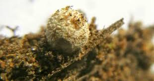 Attēlu rezultāti vaicājumam “Cribraria cancellata stalked”