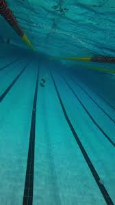 Image result for Gosport Dolphins Swimming Club