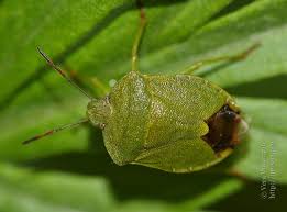 Attēlu rezultāti vaicājumam “Palomena prasina imago”