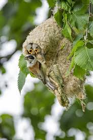 Attēlu rezultāti vaicājumam “Remiz pendulinus adult”