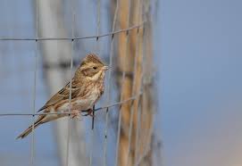 Image result for Emberiza rustica