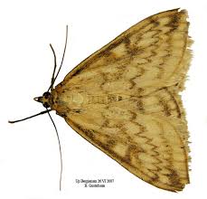 Attēlu rezultāti vaicājumam “Sitochroa verticalis”