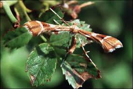 Attēlu rezultāti vaicājumam “Cnaemidophorus rhododactyla”