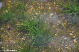 Attēlu rezultāti vaicājumam “Isoetes echinospora leaf”
