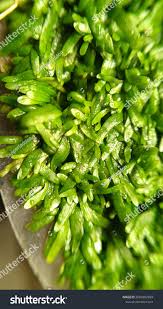 Attēlu rezultāti vaicājumam “Utricularia minor leaf”