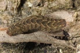 Attēlu rezultāti vaicājumam “Herminia tarsicrinalis”