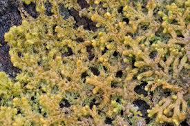 Attēlu rezultāti vaicājumam “Ptilidium pulcherrimum”