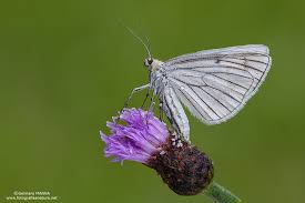 Attēlu rezultāti vaicājumam “Siona lineata”