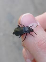 Attēlu rezultāti vaicājumam “Necrodes littoralis”