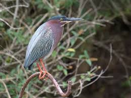 Image result for Butorides virescens