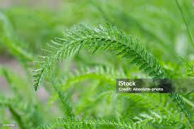 Attēlu rezultāti vaicājumam “Achillea millefolium leaf”