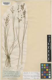 Attēlu rezultāti vaicājumam “Juncus alpinoarticulatus”