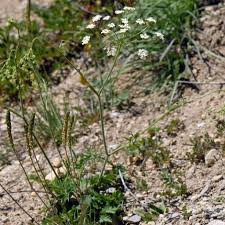 Image result for Pimpinella saxifraga