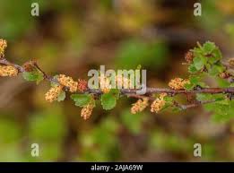 Attēlu rezultāti vaicājumam “Betula nana female flower”