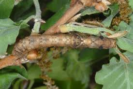 Attēlu rezultāti vaicājumam “Hypomecis roboraria”