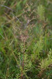 Attēlu rezultāti vaicājumam “Galium boreale”