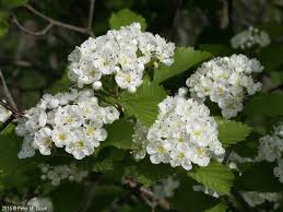 Attēlu rezultāti vaicājumam “Crataegus macracantha”