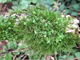 Attēlu rezultāti vaicājumam “Pellia endiviifolia sporophyte”