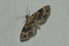 Attēlu rezultāti vaicājumam “Eupithecia linariata”