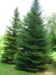 Attēlu rezultāti vaicājumam “Abies balsamea”