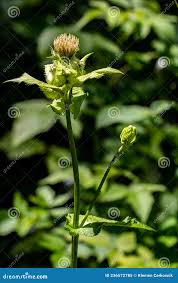 Attēlu rezultāti vaicājumam “Cirsium oleraceum”