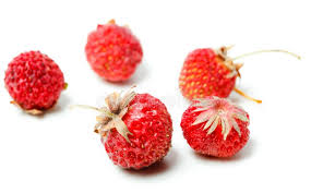 Attēlu rezultāti vaicājumam “Fragaria viridis fruit”