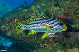 Image result for Diplodus lineatus