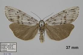 Attēlu rezultāti vaicājumam “Coscinia cribraria”